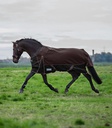 Manta Paddock Confort, 200g