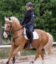 Peitoral Waldhausen Safety