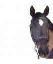 Cabeçada Canter Fancy Stitched