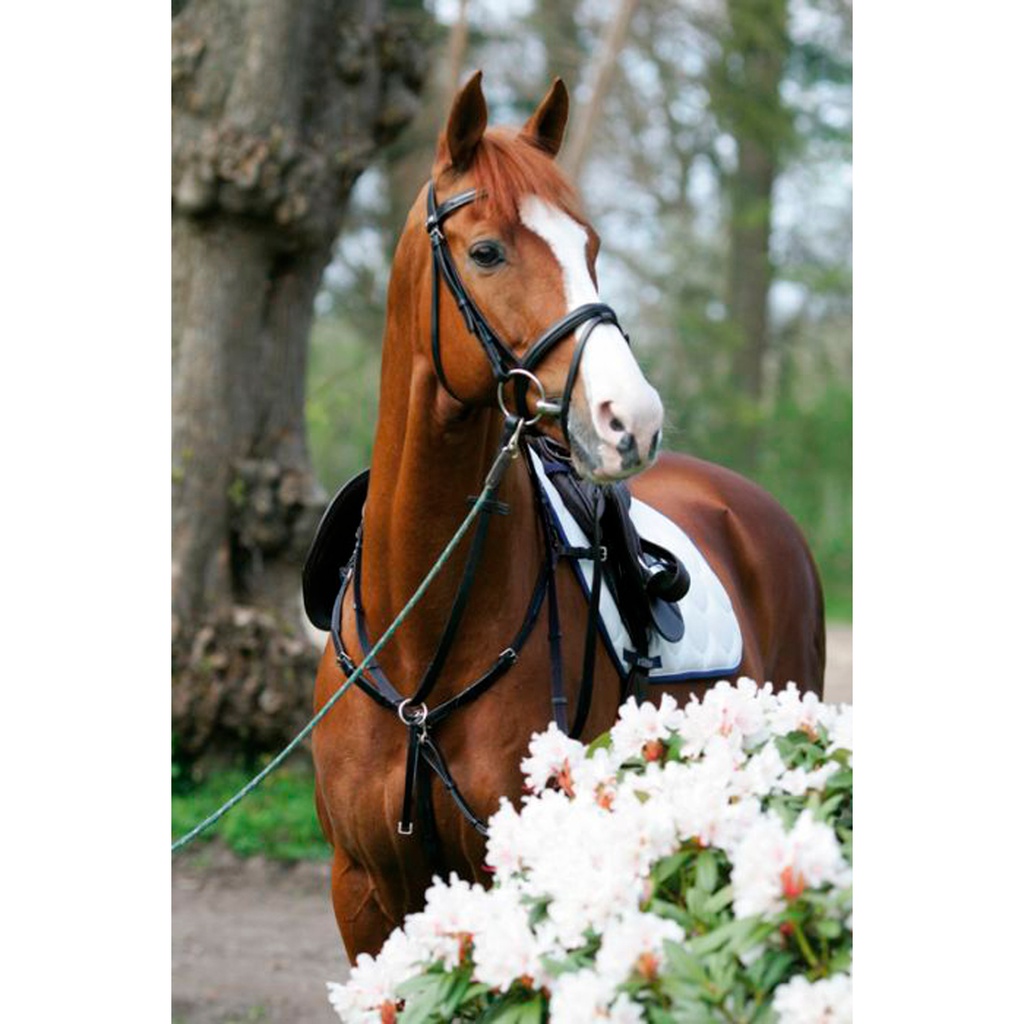 Peitoral stubben