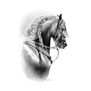 Quadro Equestrian