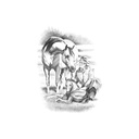 Quadro Equestrian