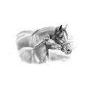 Quadro Equestrian