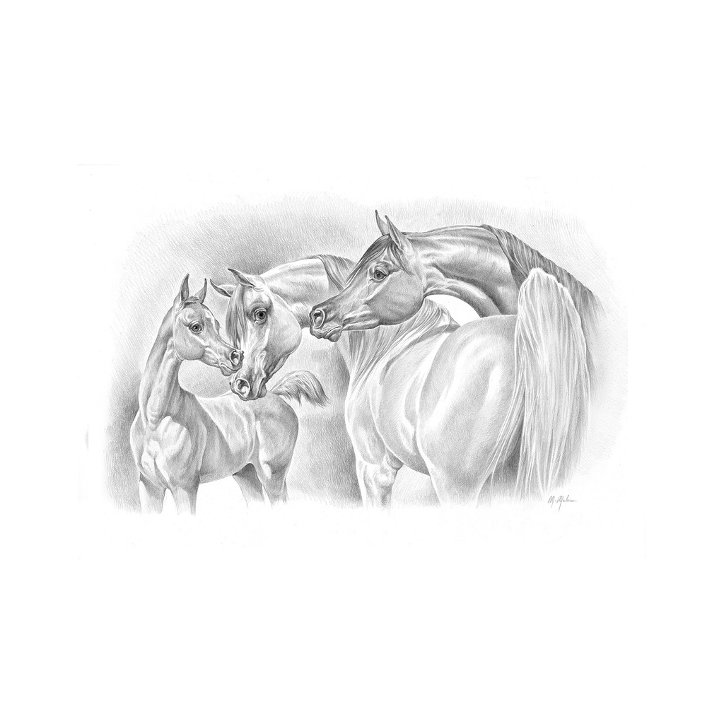 Quadro Equestrian