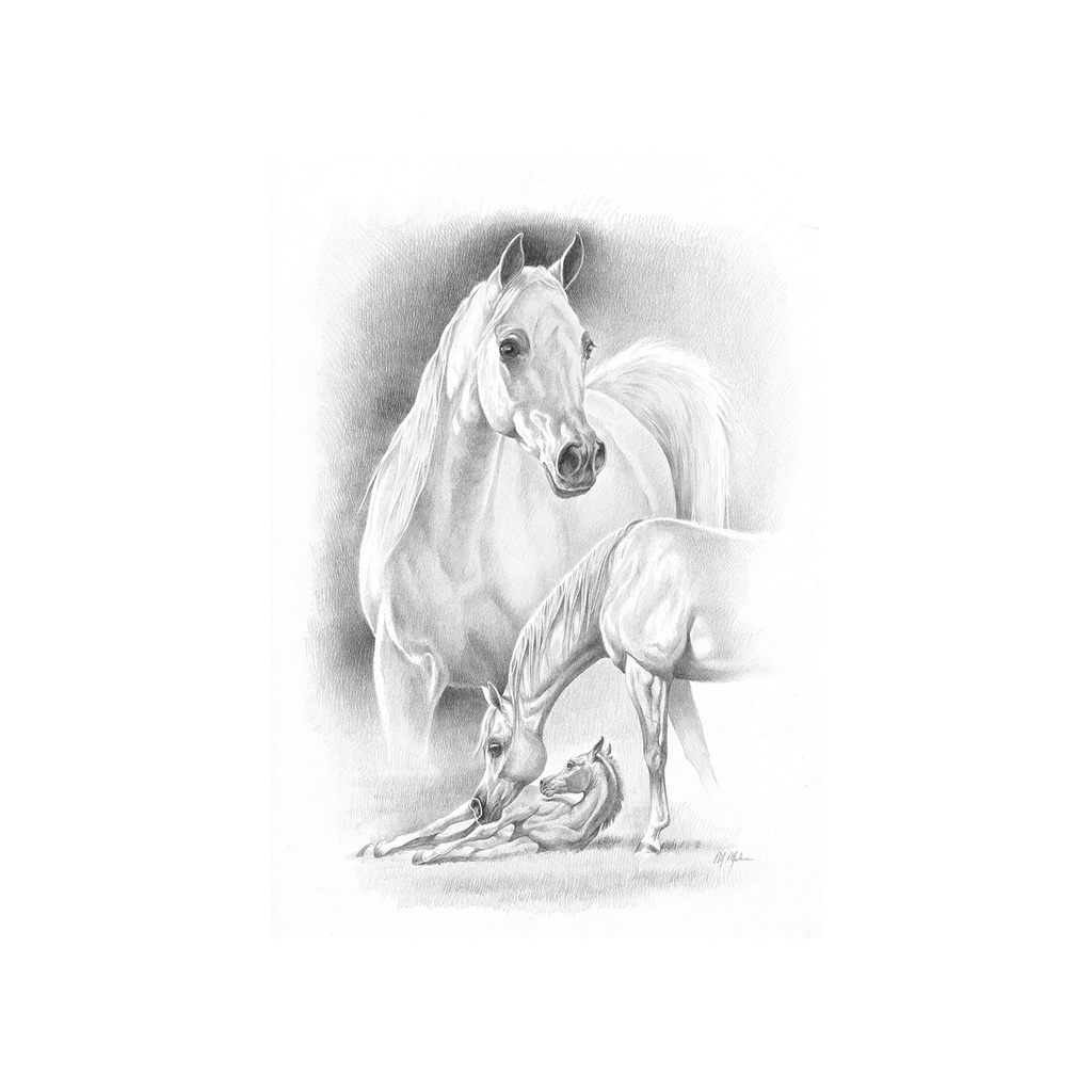 Quadro Equestrian