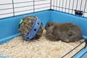 Racks para Alimentação "Bunny Toy"