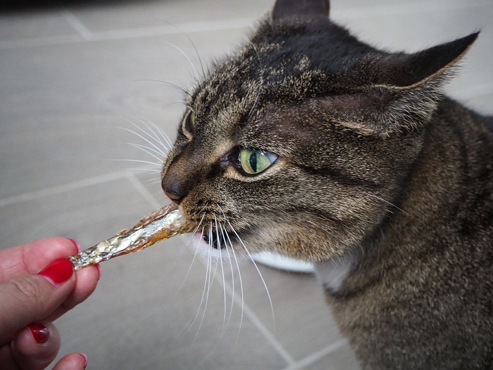 Snach de gato com sabor a peixe