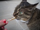 Snach de gato com sabor a peixe