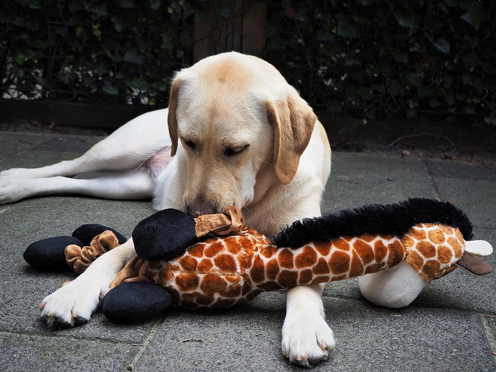 Brinquedo peluche girafa com elásticos