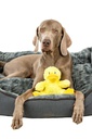 Brinquedo peluche pato "Daggi"