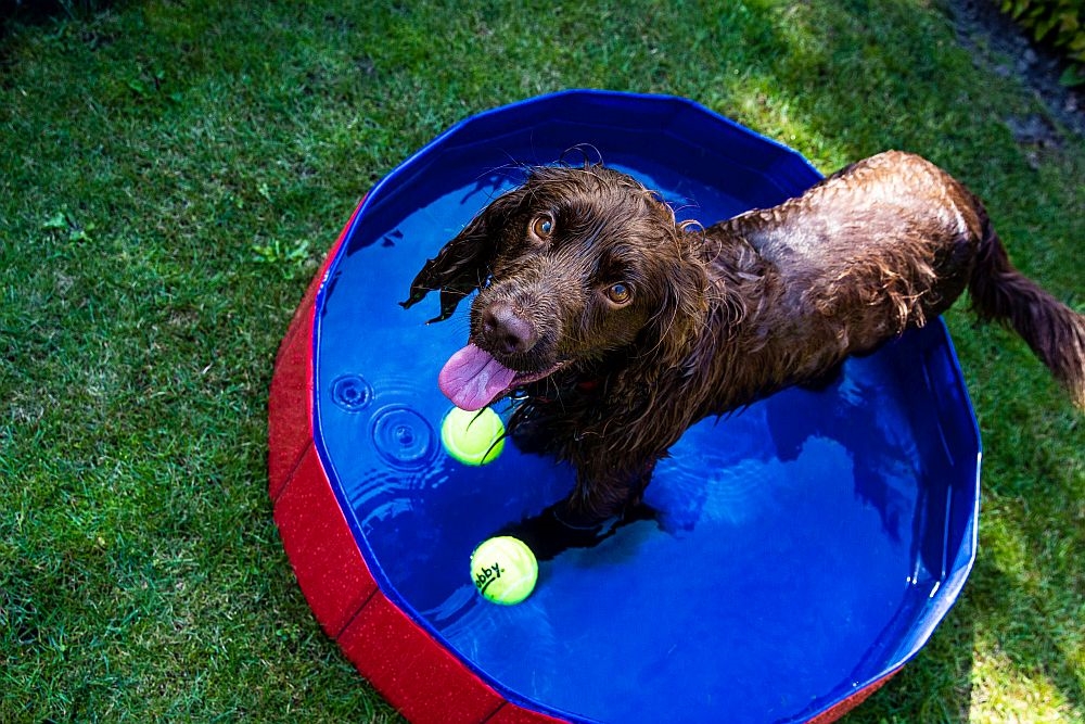 Piscina para Cães