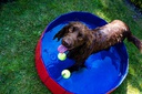 Piscina para Cães
