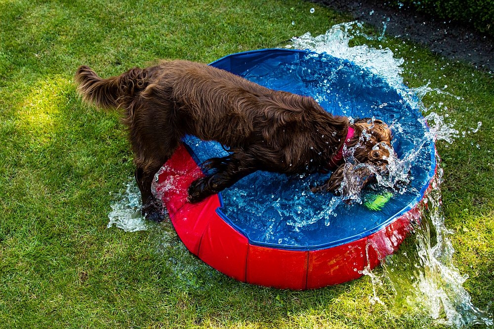 Piscina para Cães