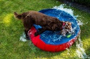 Piscina para Cães