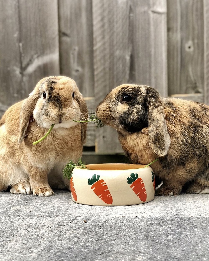 Comedouro "CARROT"