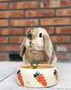Comedouro "CARROT"