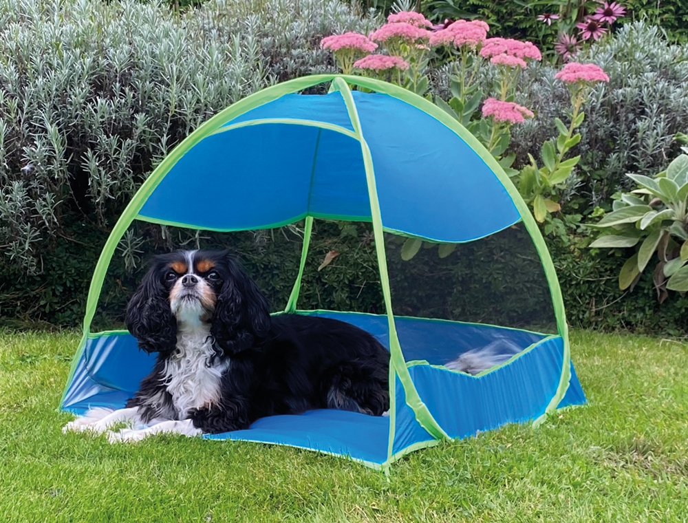 Tenda mussel "Summer time"