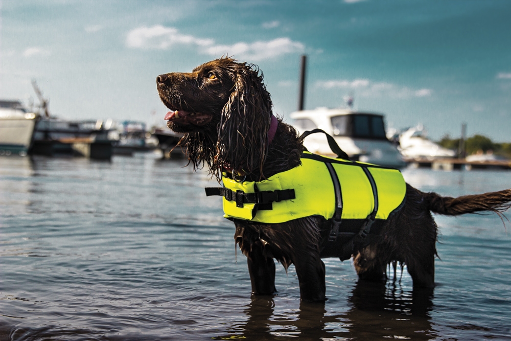 Colete flutuante para cão 
