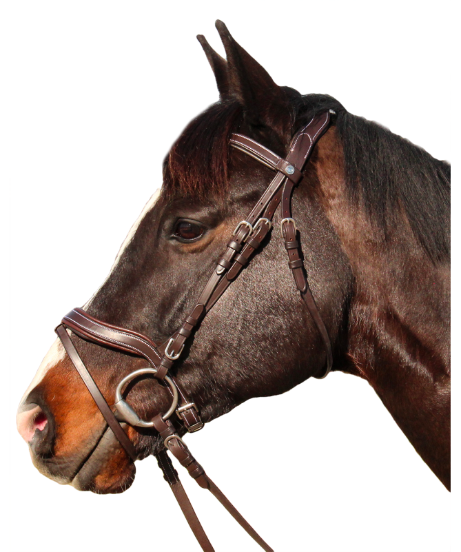 Cabeçada Canter Baloubet