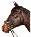 Cabeçada Canter Baloubet