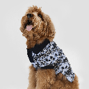 Polo Boss