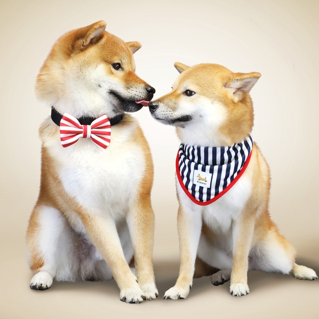 Conjunto de Bandana e Laço