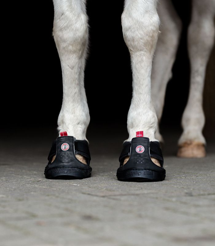 Botas Equine Fusion Active Jogging