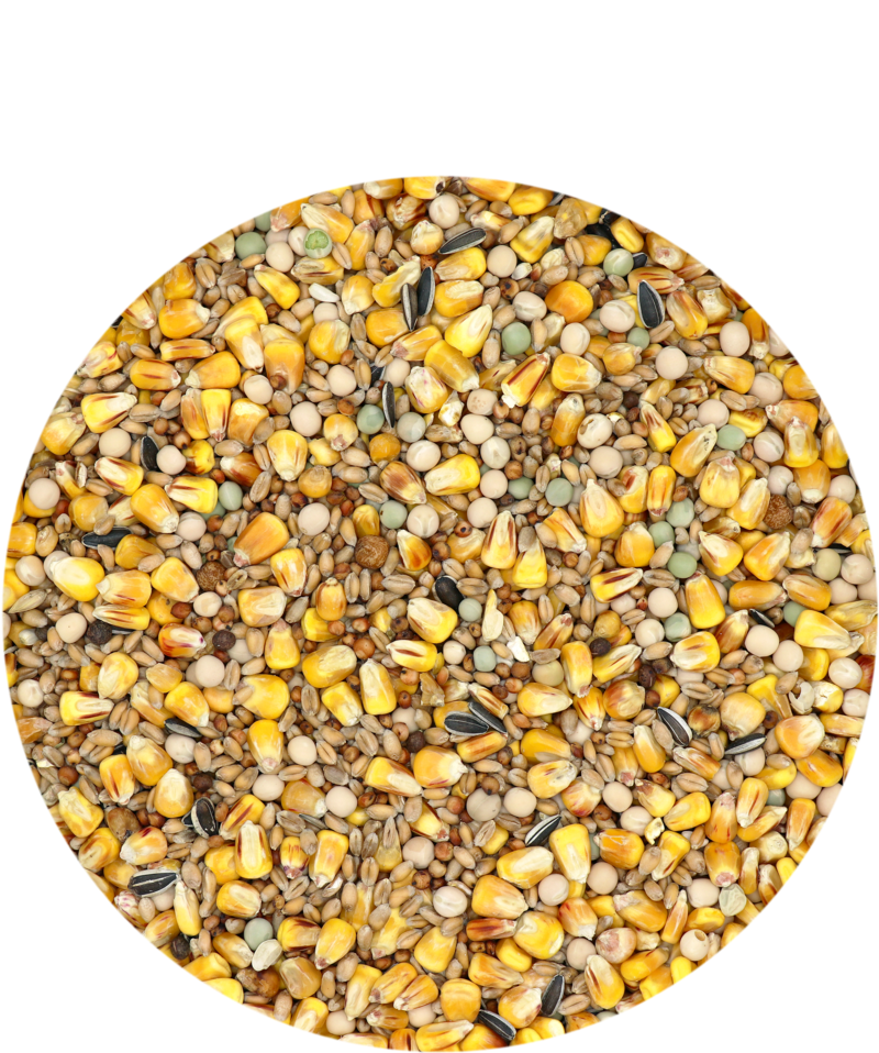 5410340613054food.webp