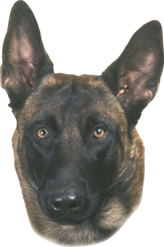 Autocolante Malinois