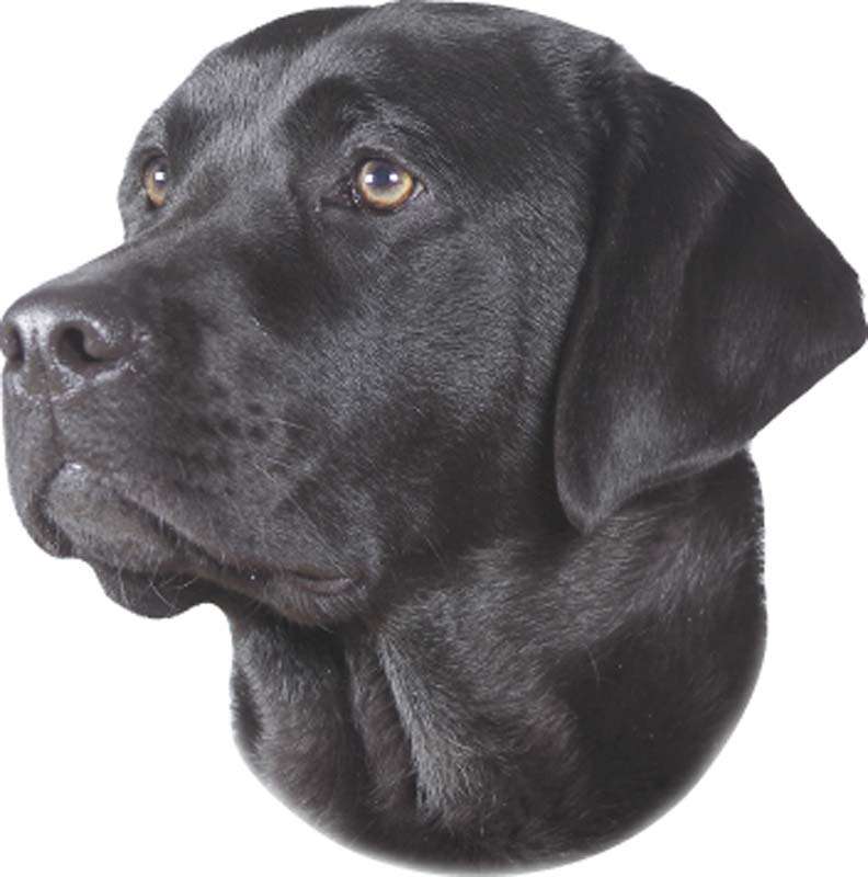 Autocolante Labrador Preto
