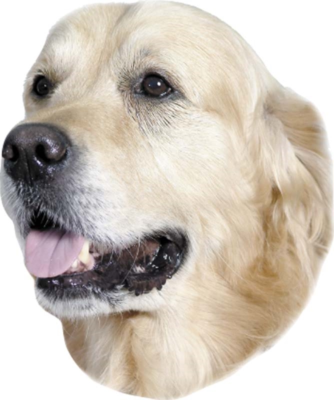 Autocolante Golden Retriever