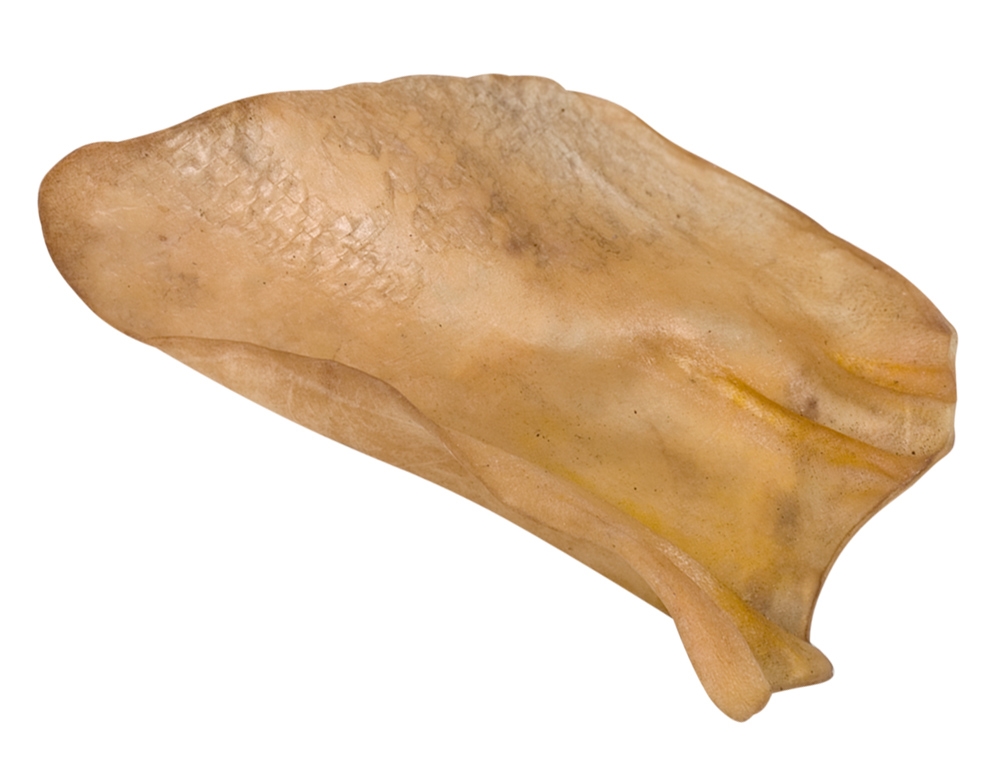 Orelha de Vaca