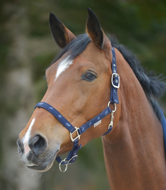 Cabeção Little Horse