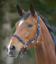 Cabeção Little Horse
