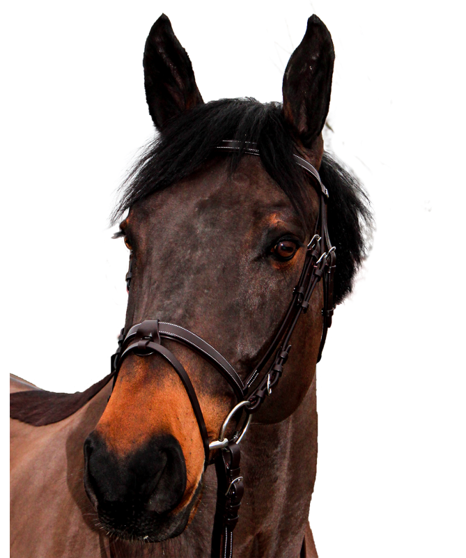 Cabeçada Canter Club