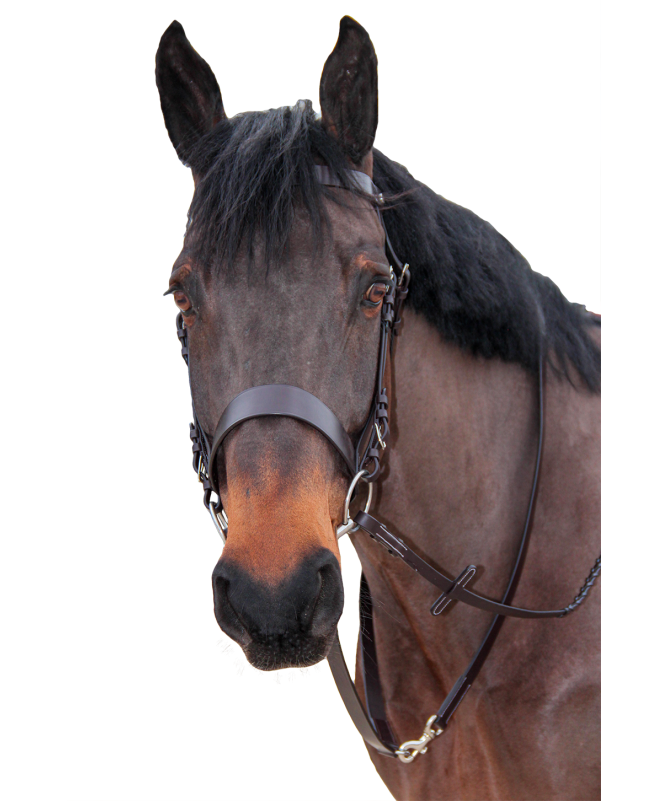 Cabeçada Canter