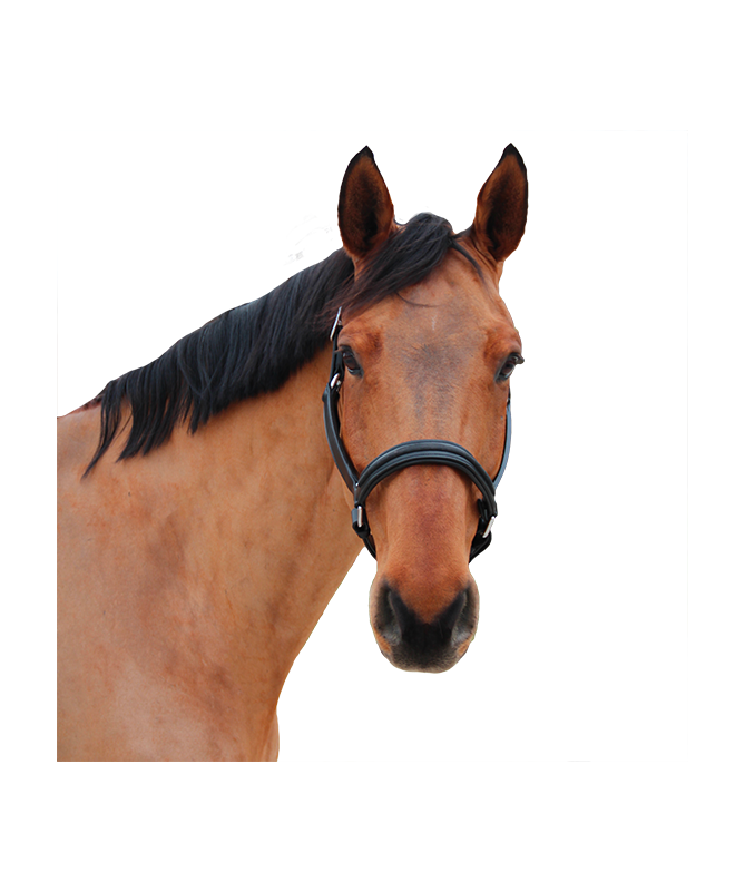 Cabeão Canter Mylord
