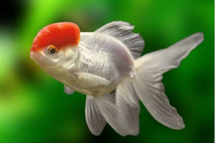 Peixe Oranda Sortida 5/6cm