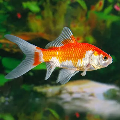 Peixe Cometa e Saraza 5/6cm