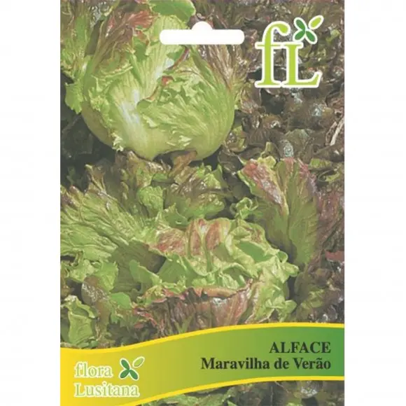 Alface Maravilha Verão Canasta