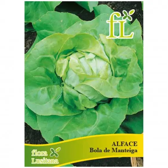 Alface Bola de Manteiga