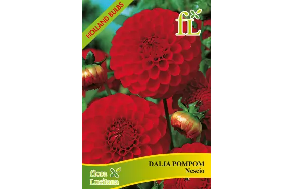 Dália Pompom Nescio