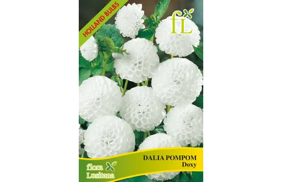 Dália Pompom Doxy