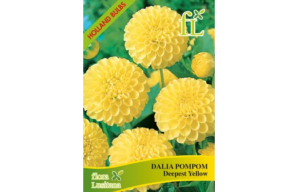 Dália Pompom Deepest Yellow