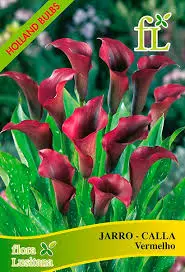 Jarro - Calla Vermelho