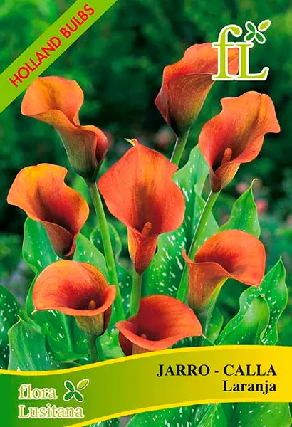 Jarro - Calla Laranja