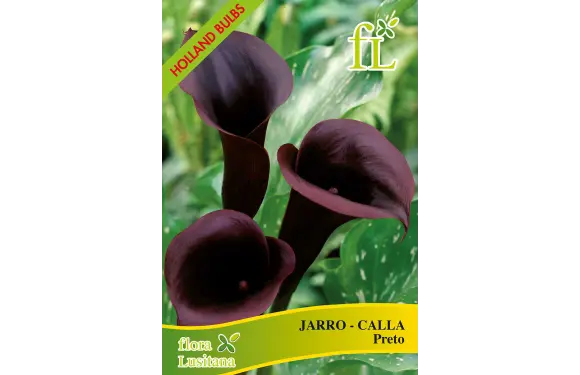 Jarro - Calla Azul