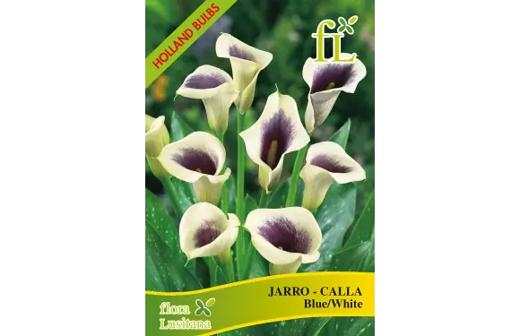 Jarro - Calla Azul/ Branco