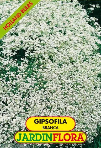 Gipsofila - Branca