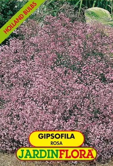 Gipsofila - Rosa
